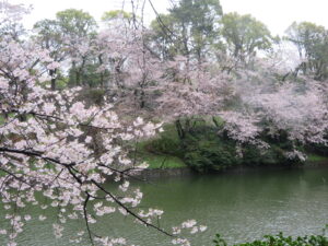 千鳥ヶ淵は満開の桜さくらサクラ